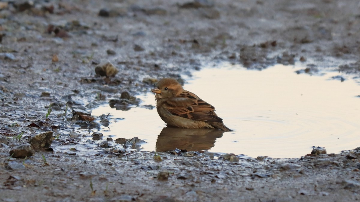 House Sparrow - ML291374341
