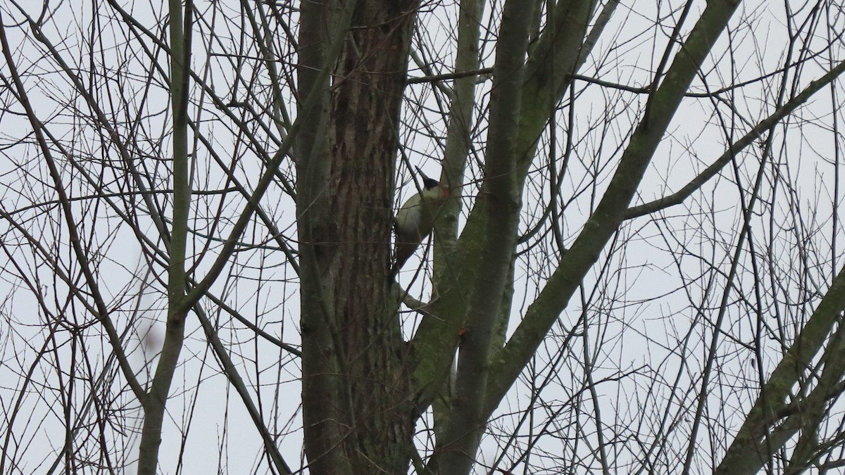 Eurasian Green Woodpecker - ML291374381