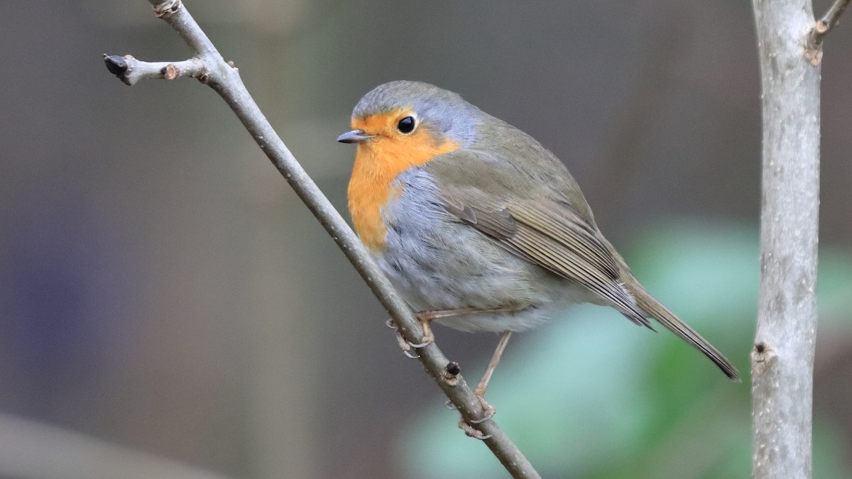 European Robin - ML291374421