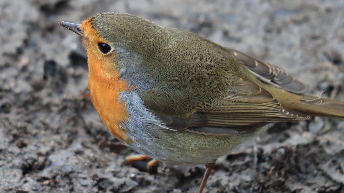 European Robin - ML291374461