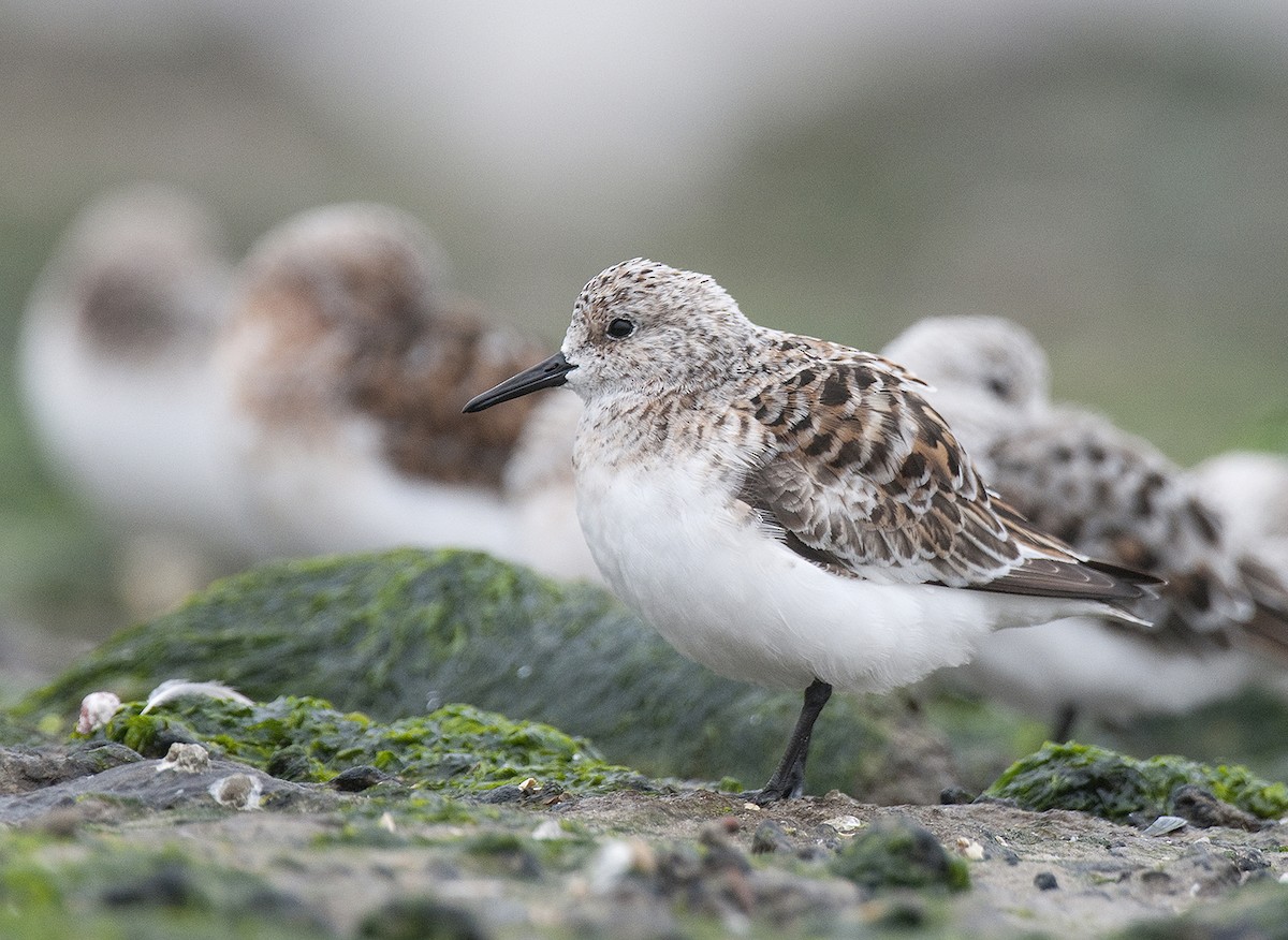 Sanderling - ML291374991