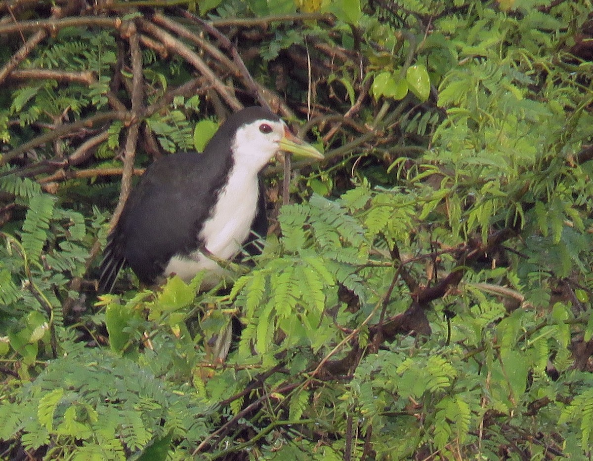 White-breasted Waterhen - ML291376181