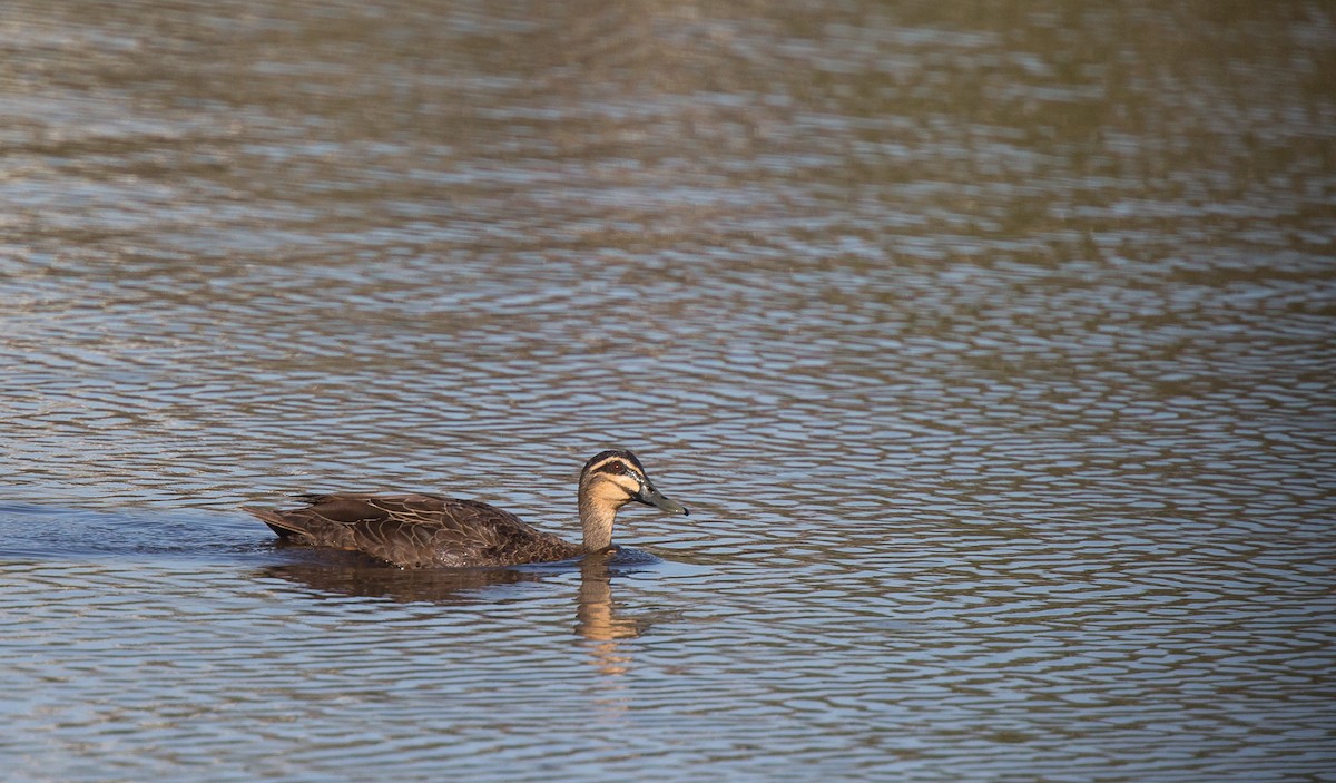 Pacific Black Duck - Geoff Dennis