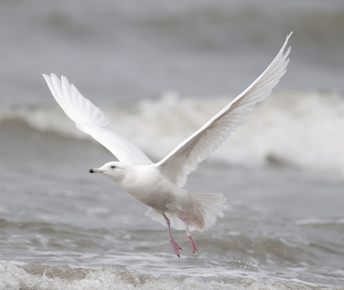 Iceland Gull - ML291377091