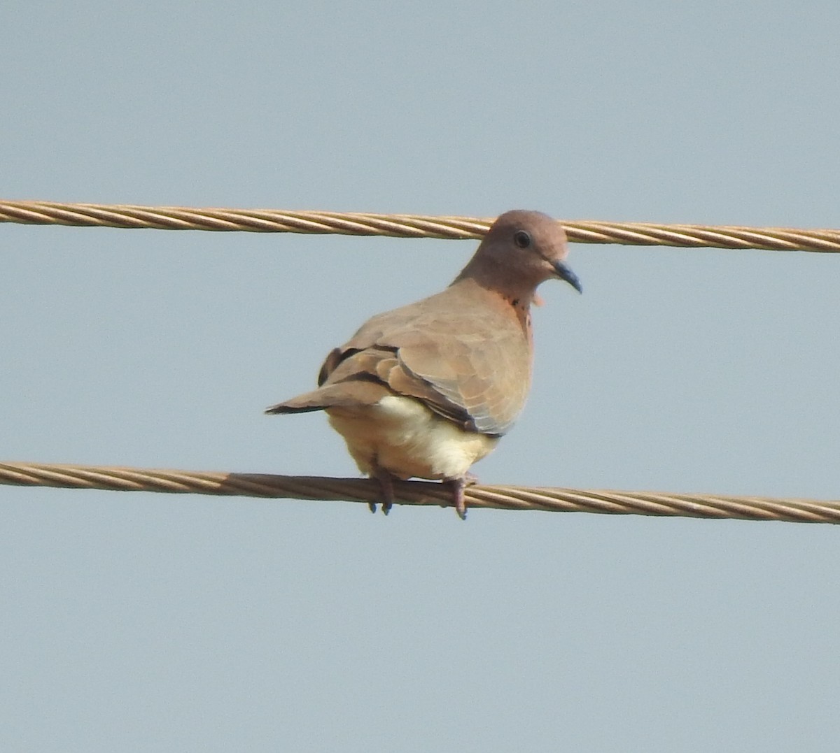 Laughing Dove - ML291377301