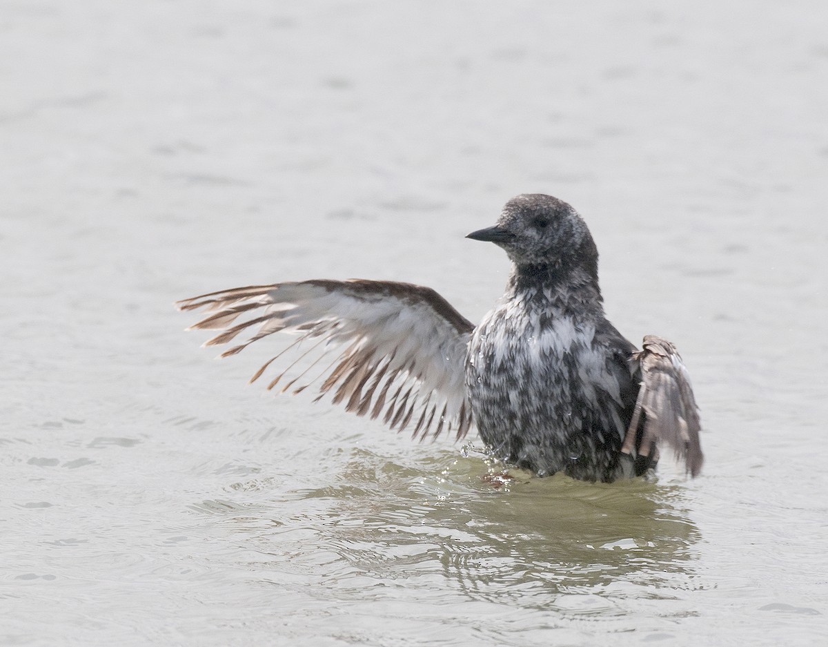 Black Guillemot - ML291379281