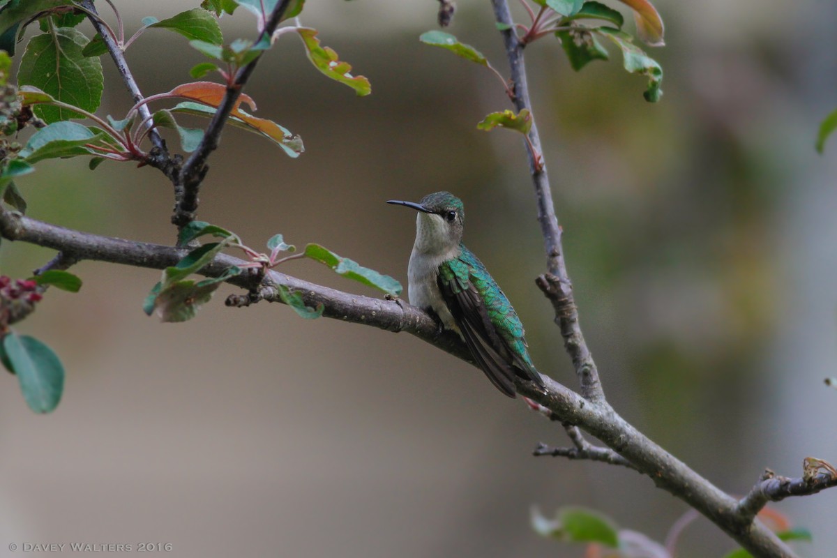 Colibrí Gorjirrubí - ML29137981