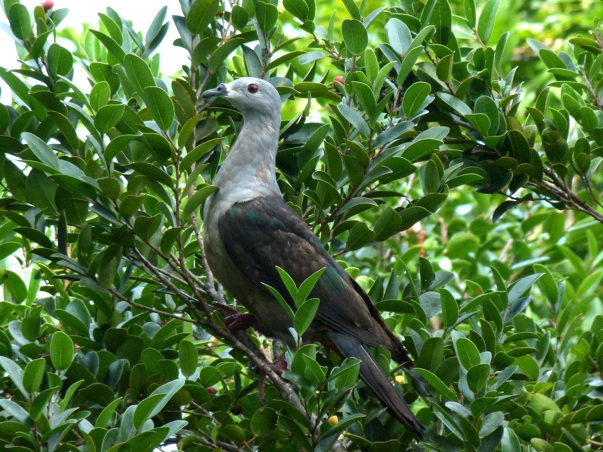 Pacific Imperial-Pigeon - ML291380481