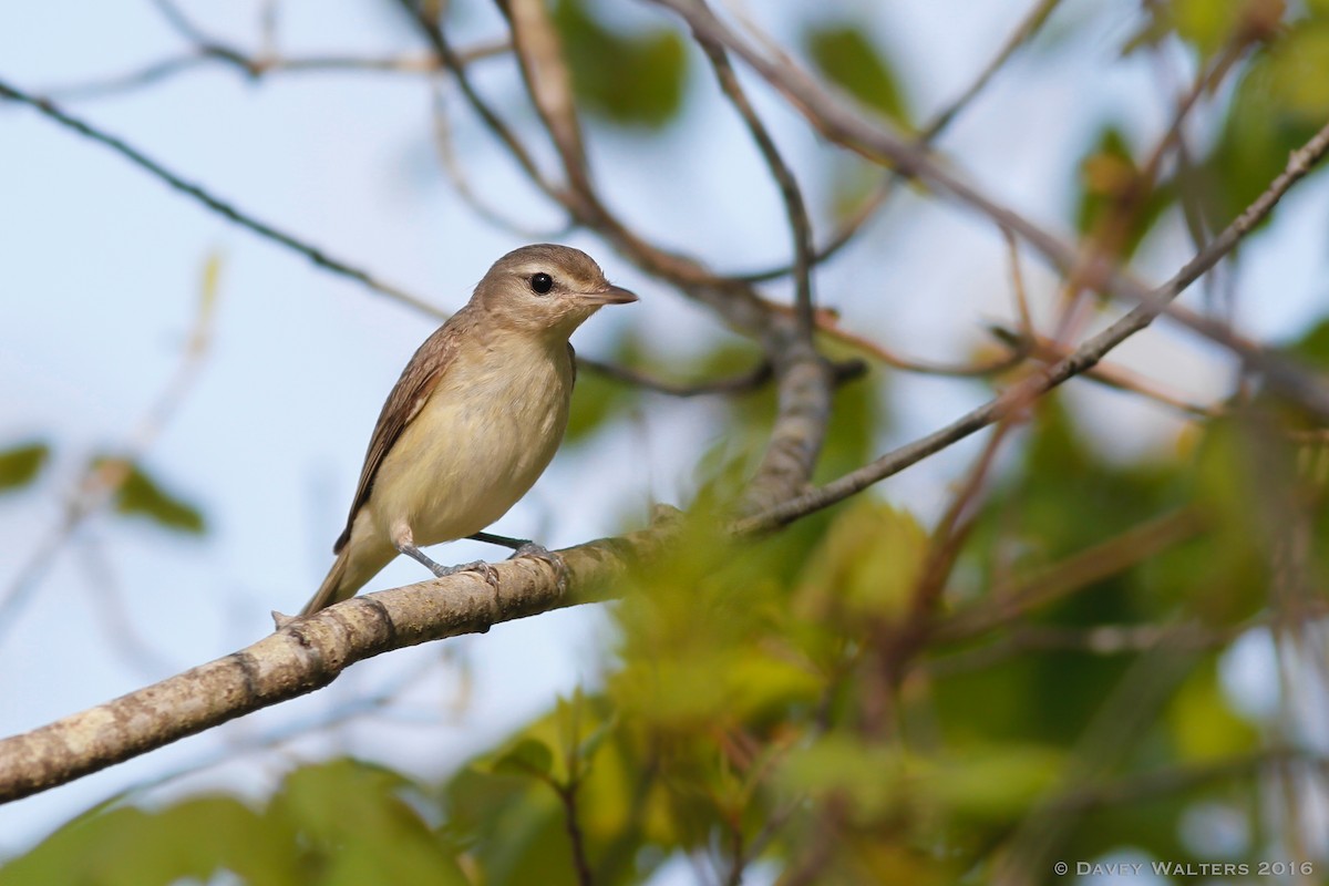 Warbling Vireo - ML29138081