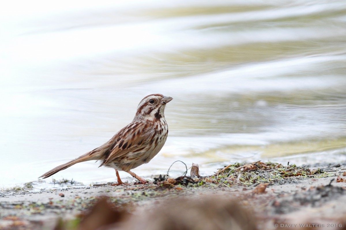 Song Sparrow - ML29138481