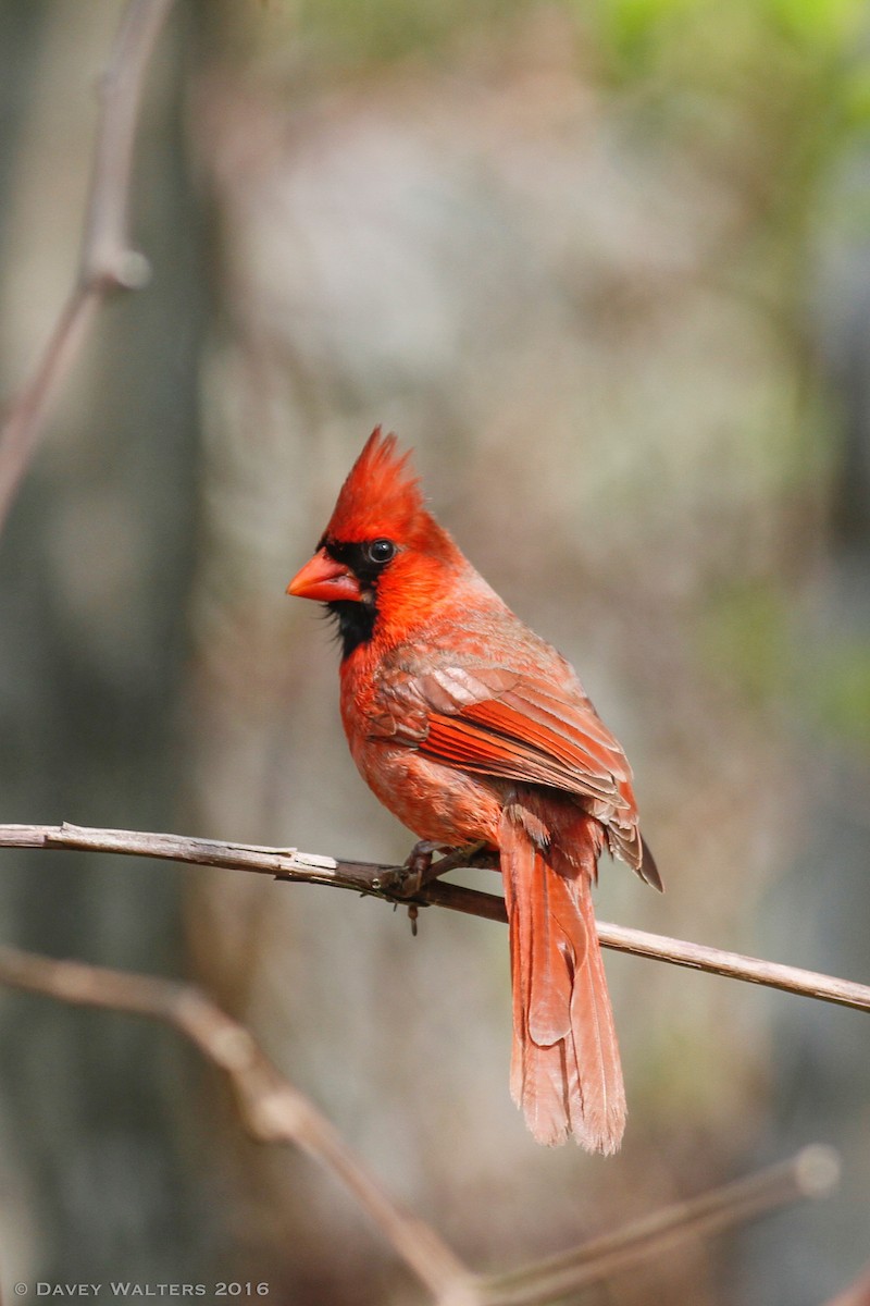 Cardinal rouge - ML29138541