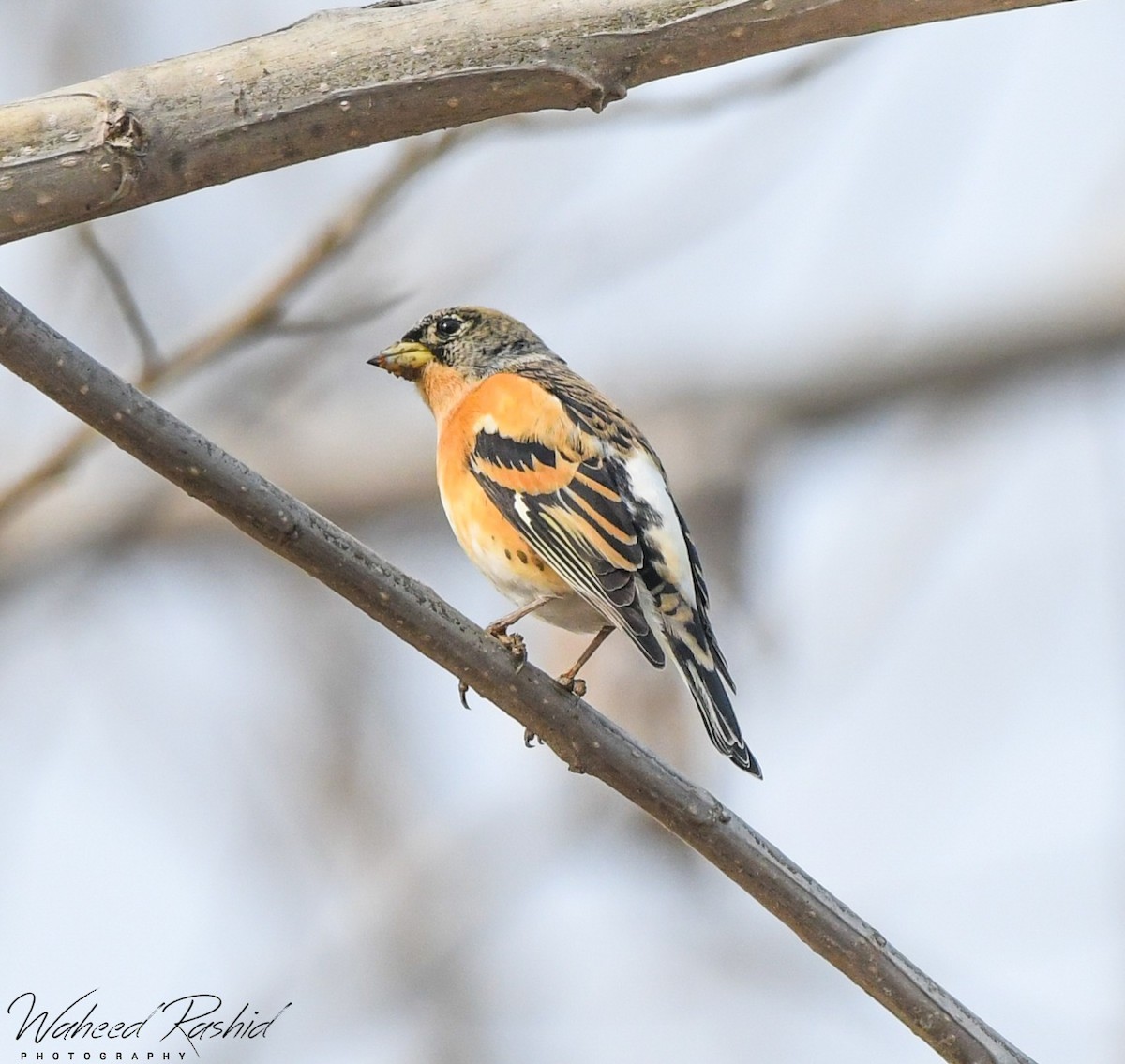 Brambling - ML291387411