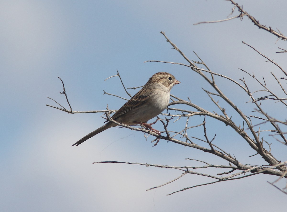 Brewer's Sparrow - ML291387791