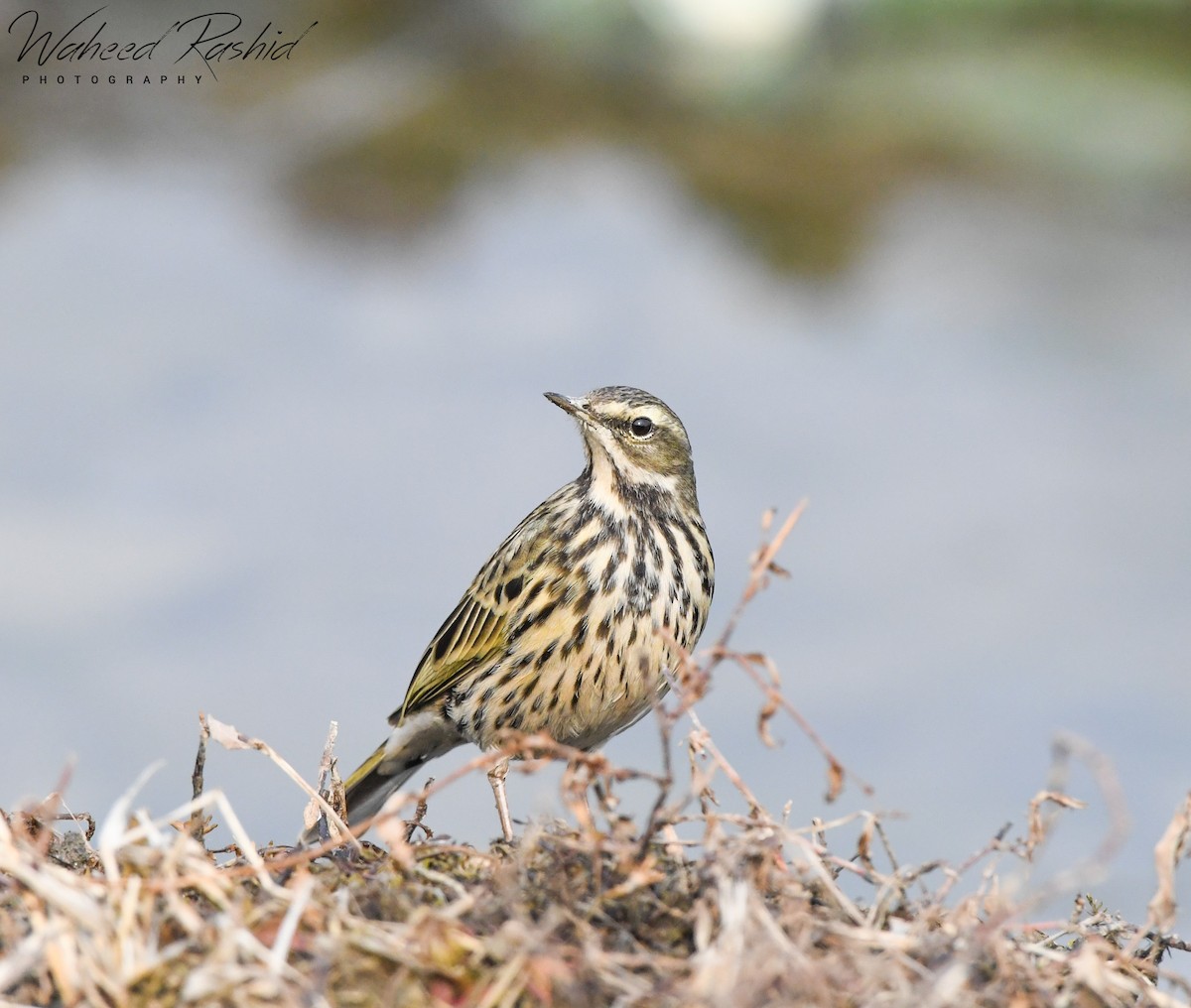 Rosy Pipit - ML291388551