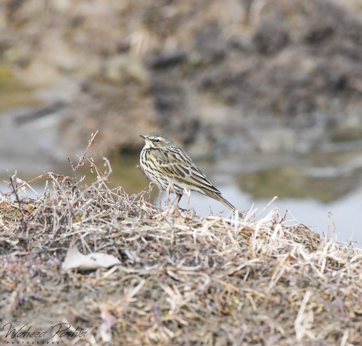 Rosy Pipit - ML291388771