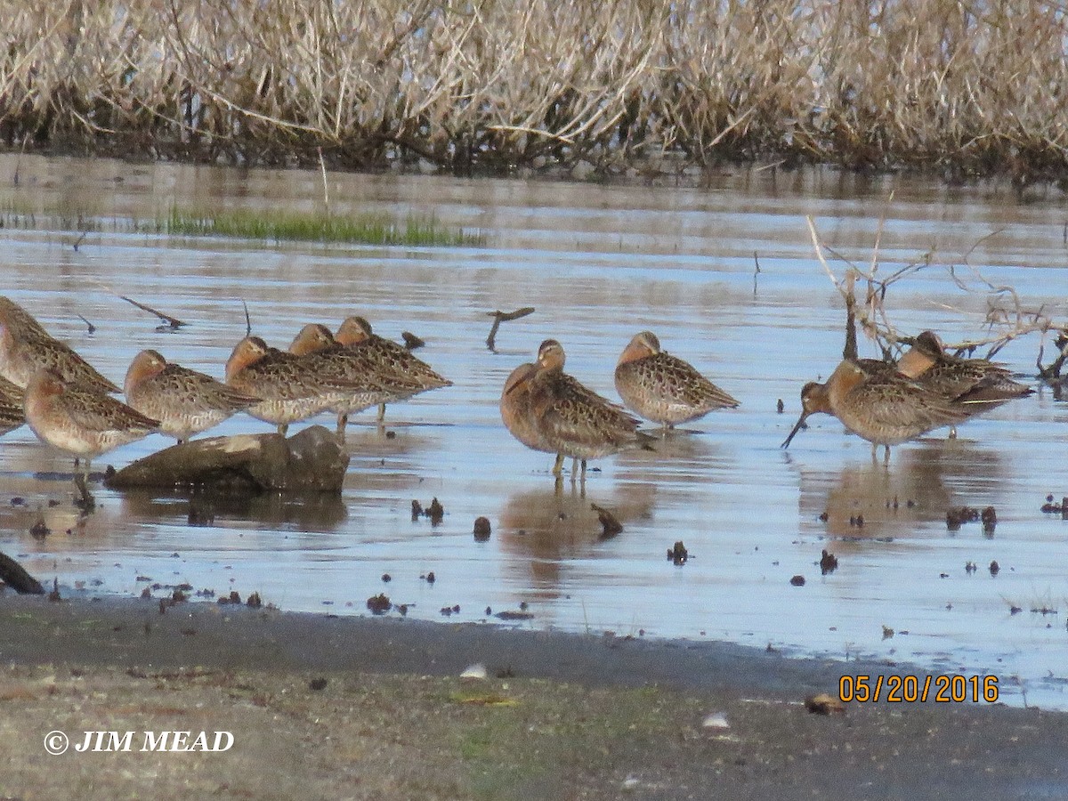 Short-billed Dowitcher - Jim Mead