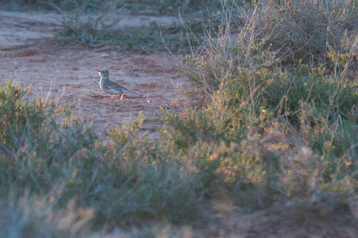 Dupont's Lark - ML291389661