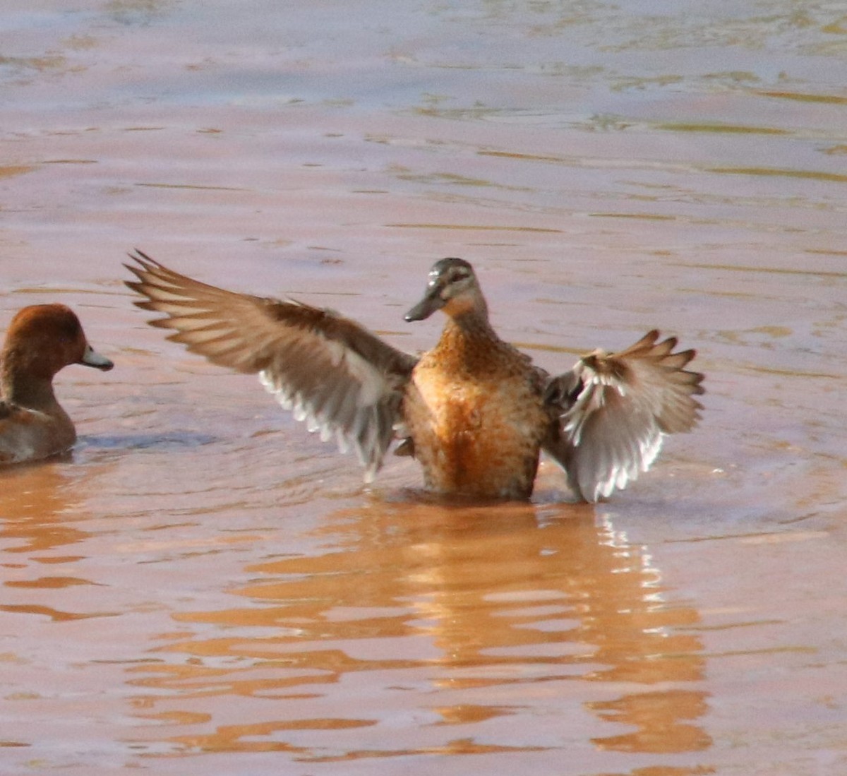 Garganey - ML291389911
