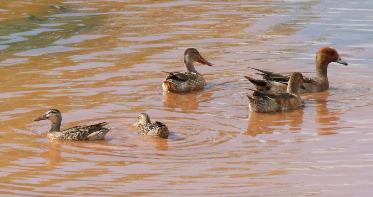 Garganey - ML291389951