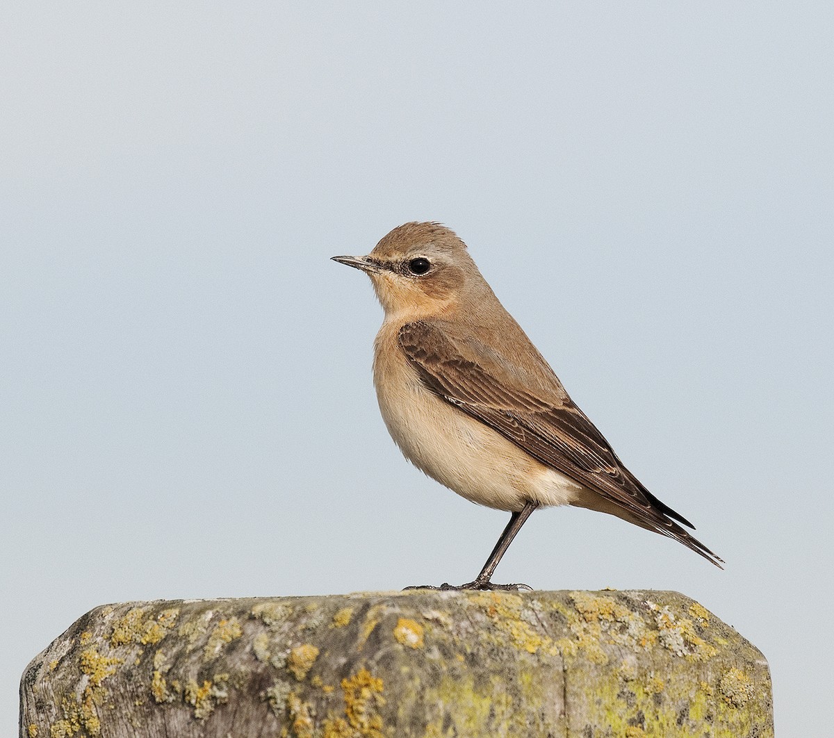 Northern Wheatear - benny cottele