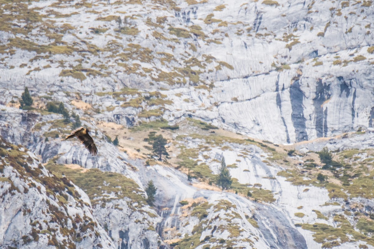 Bearded Vulture - ML291390731