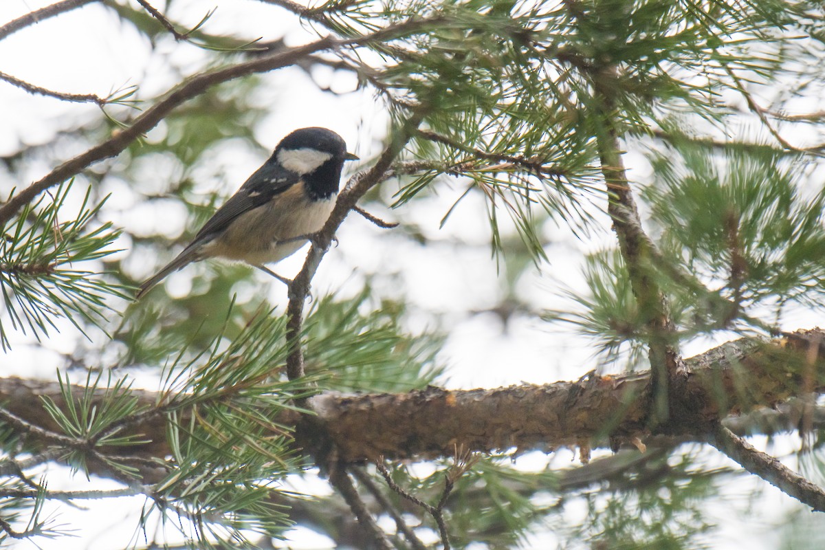 Coal Tit - ML291390751