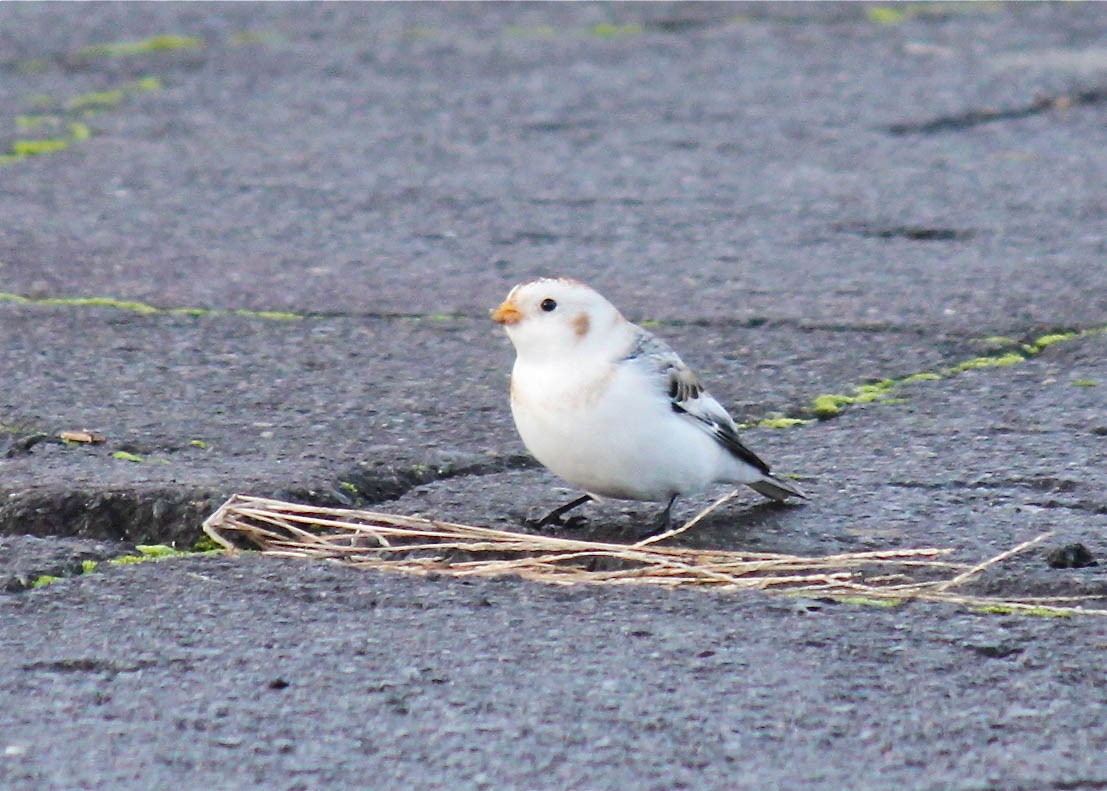 Snow Bunting - ML291390781