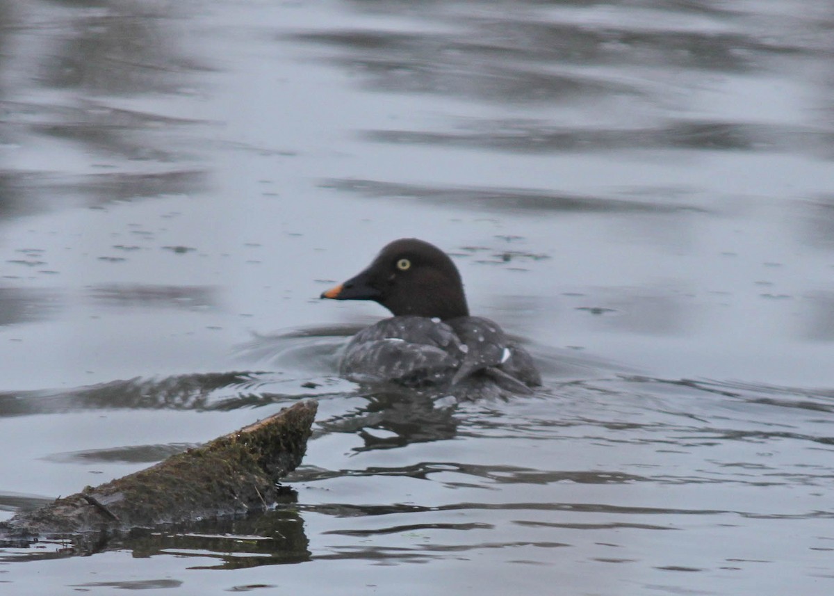 Common Goldeneye - ML291391061