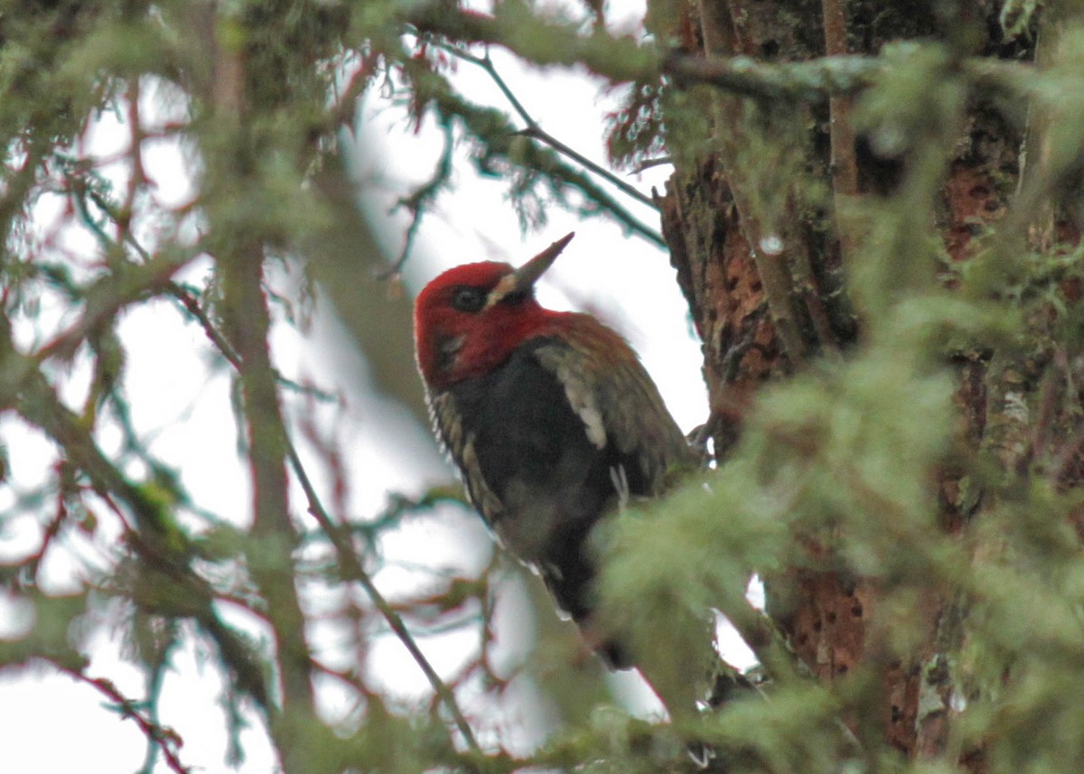 Red-breasted Sapsucker - ML291391321