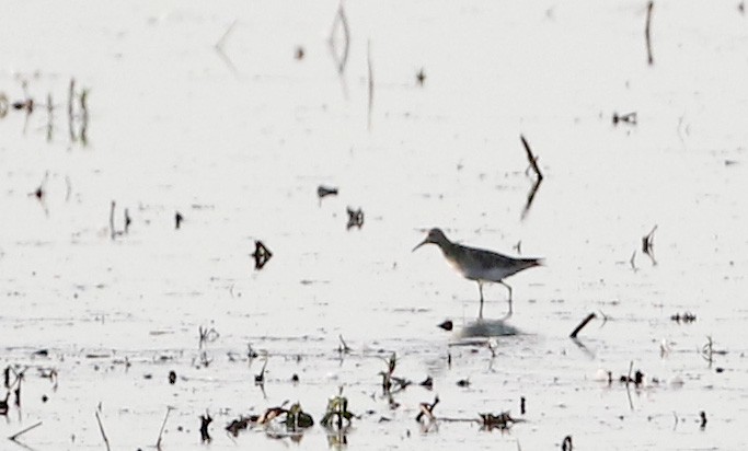 Pectoral Sandpiper - ML29139141