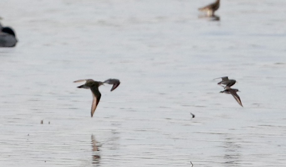 Pectoral Sandpiper - ML29139241