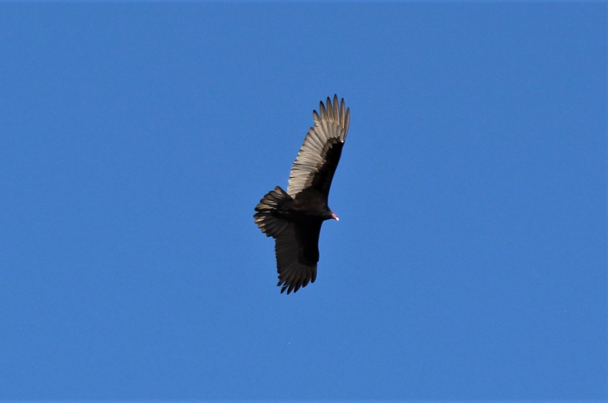 Turkey Vulture - ML291395871