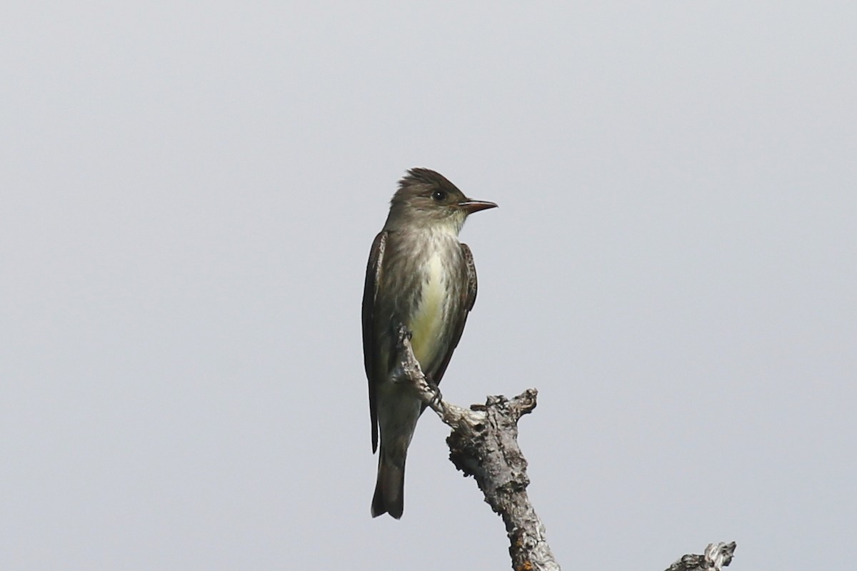 Olive-sided Flycatcher - ML29139611