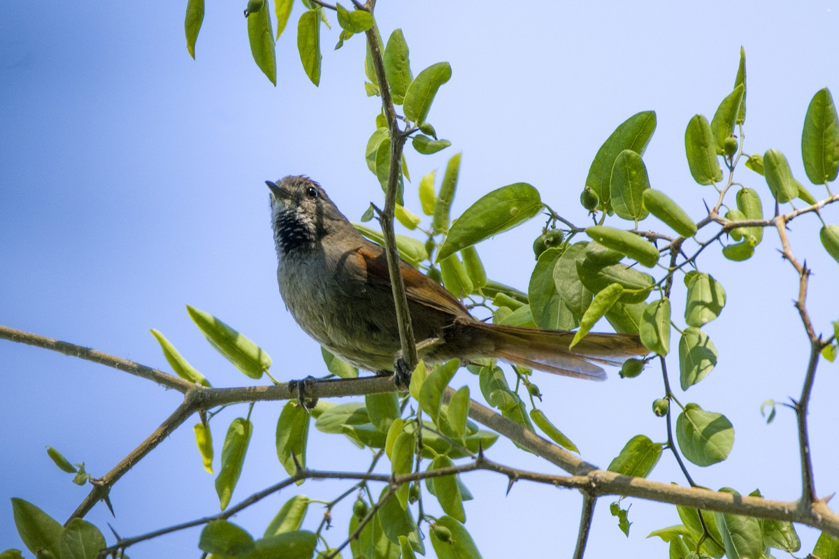 Sooty-fronted Spinetail - ML291398211
