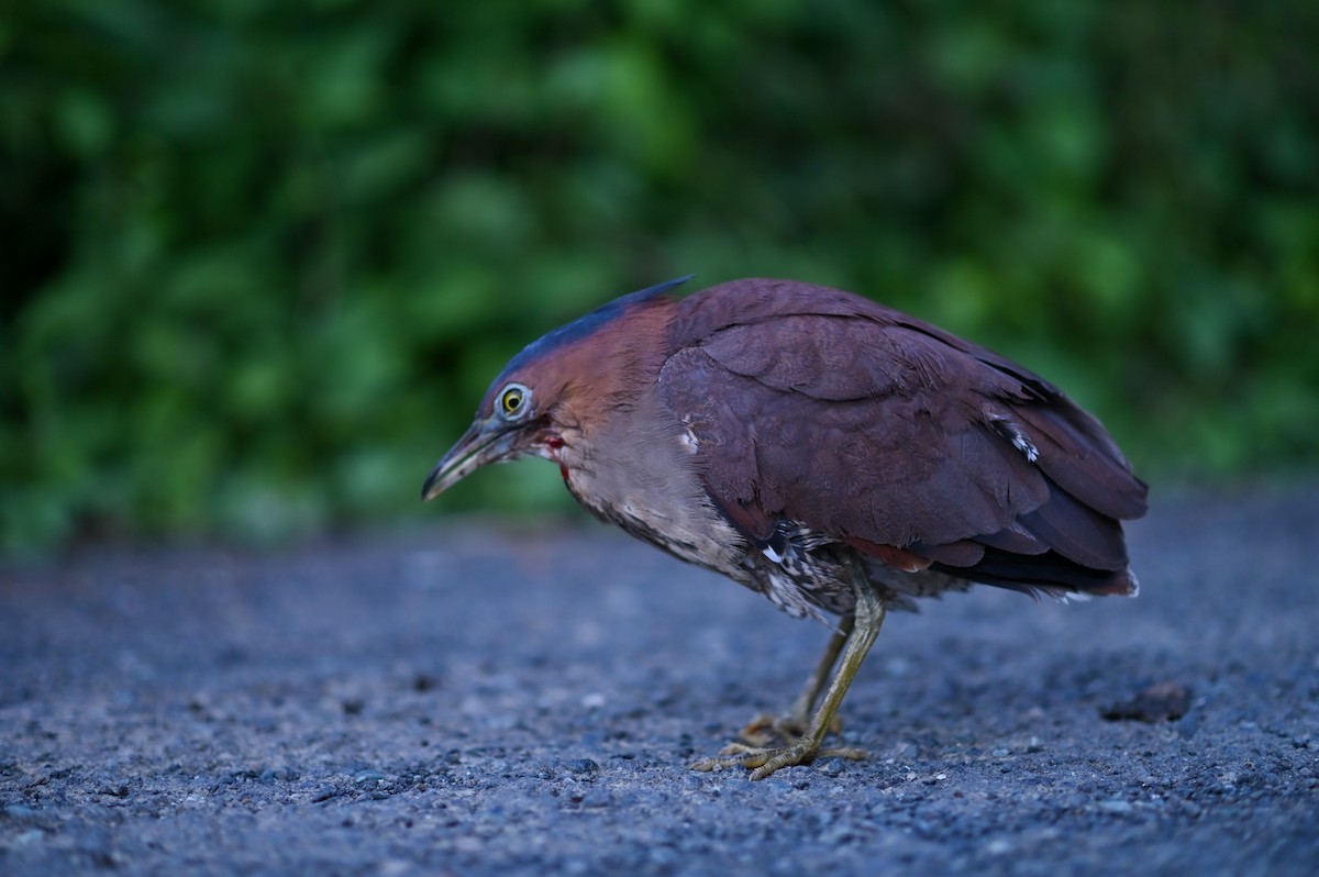 Malayan Night Heron - ML291398921