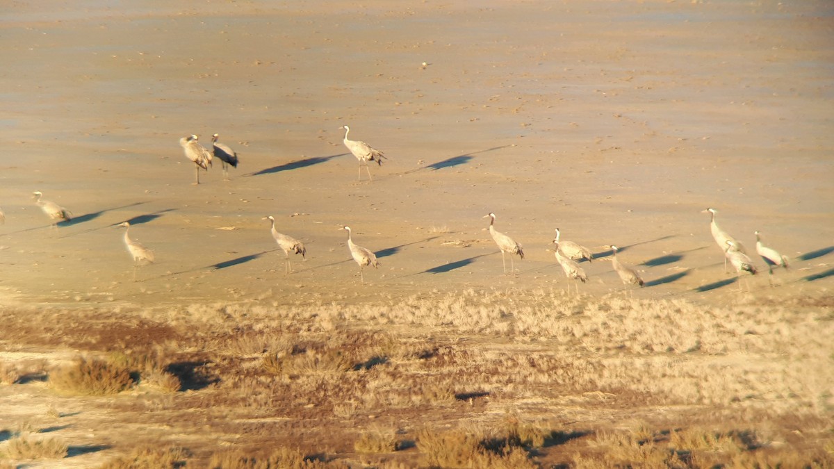 Common Crane - ML291400821