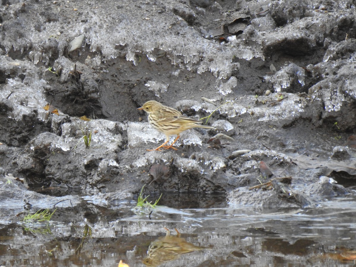 Meadow Pipit - ML291401281
