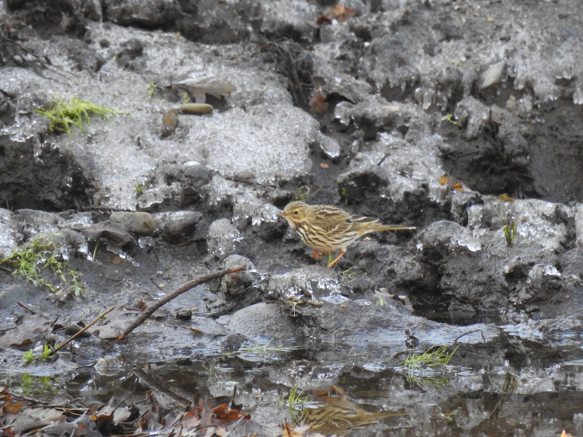 Meadow Pipit - ML291401291