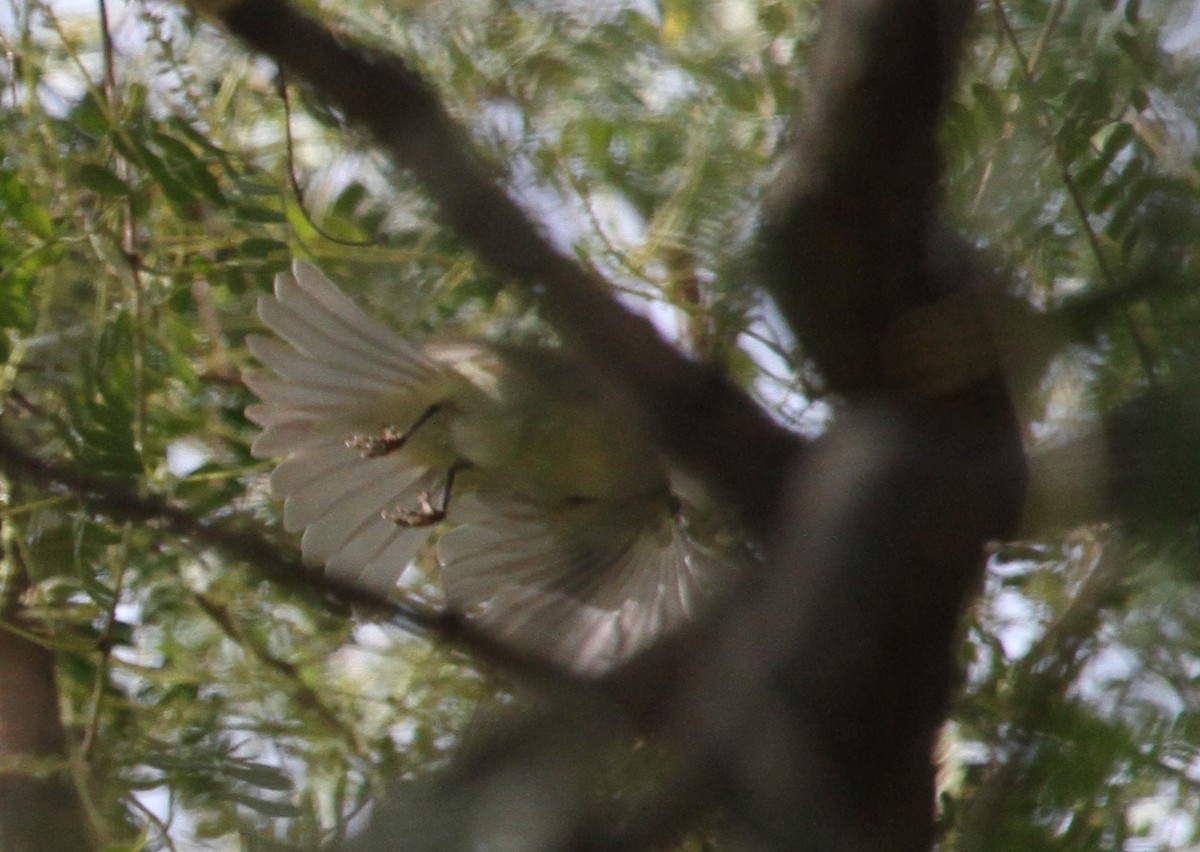 Mosquitero del Cáucaso - ML291401561