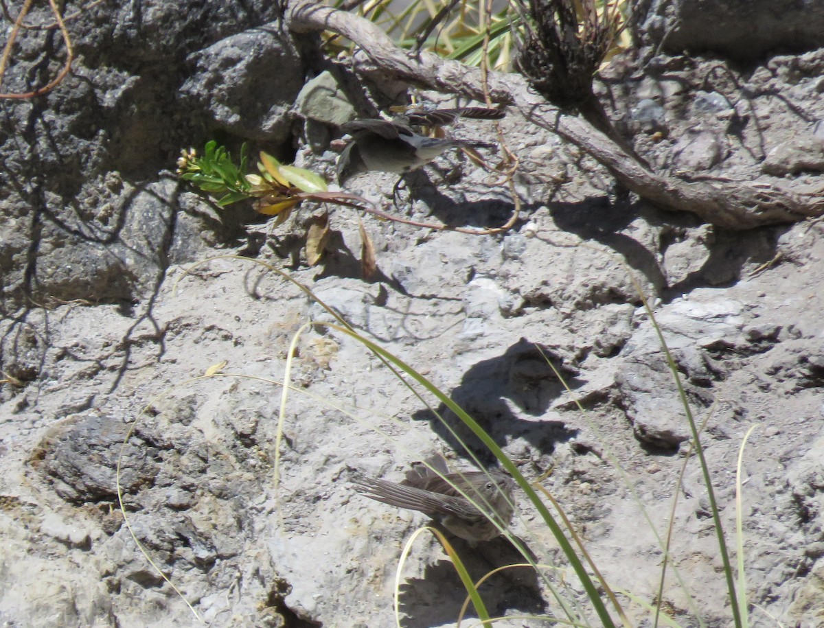 Ash-breasted Sierra Finch - ML291401571