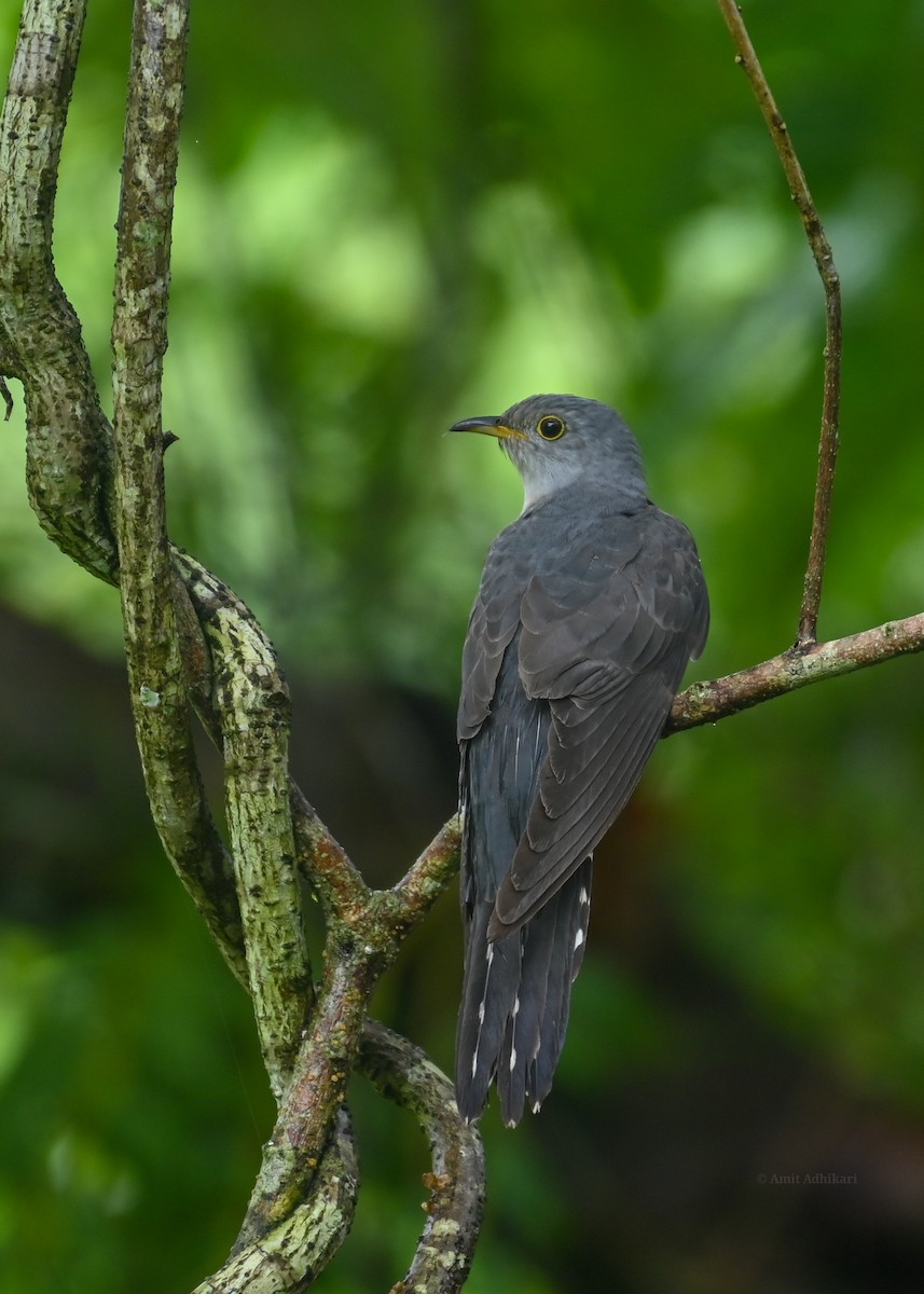 Indian Cuckoo - ML291401581