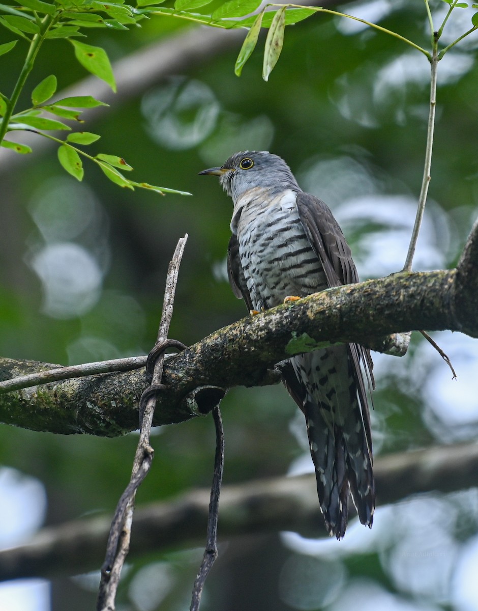 Indian Cuckoo - ML291401611