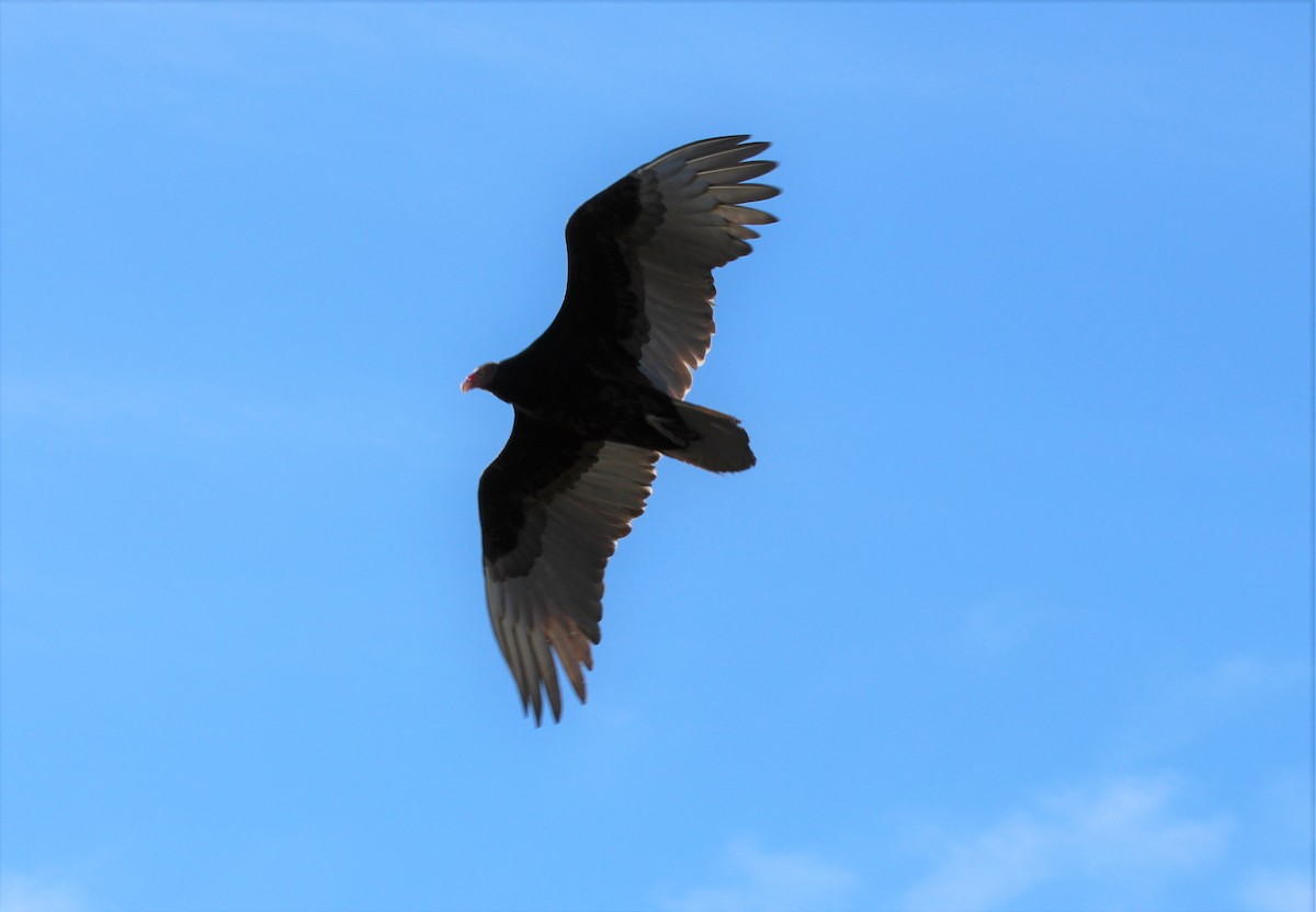 Turkey Vulture - ML291402011