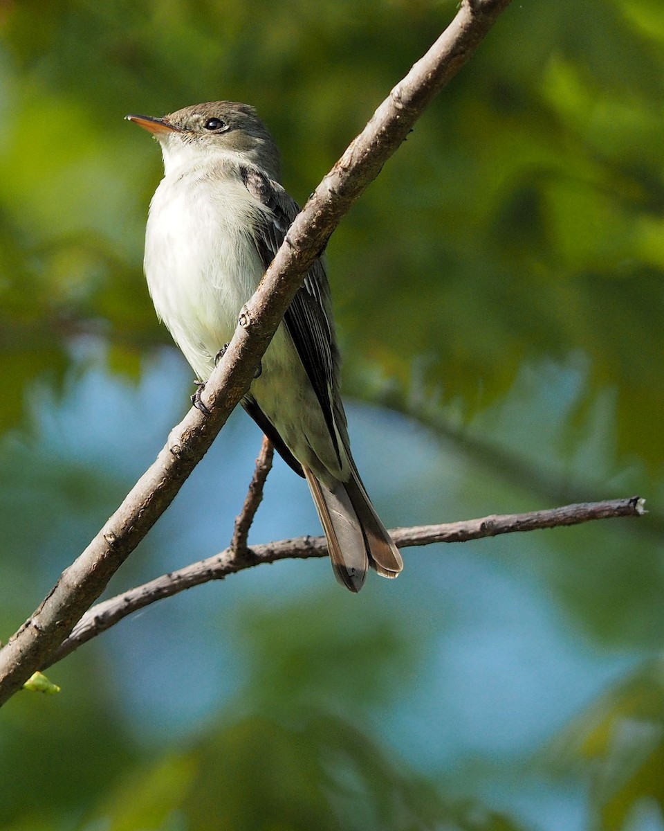Willow Flycatcher - David Rooke