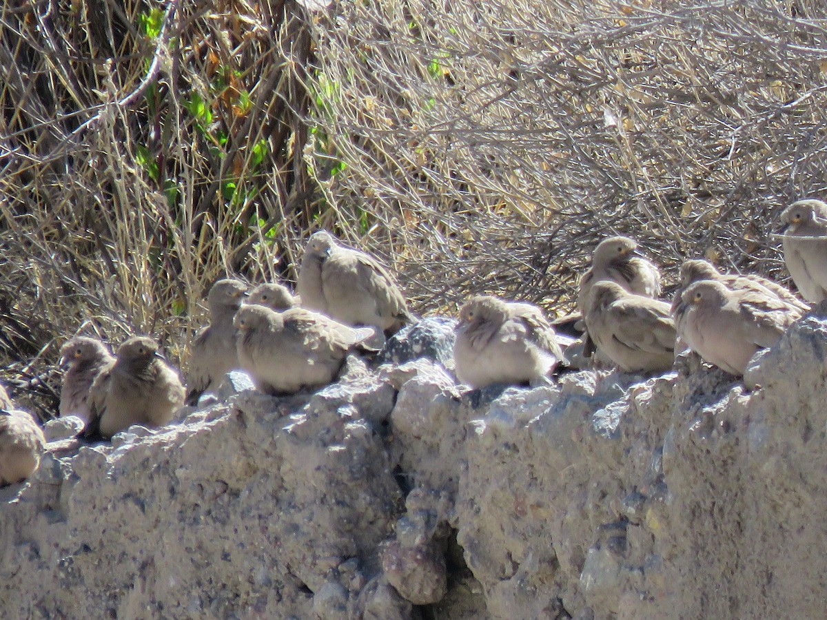 Black-winged Ground Dove - ML291403021