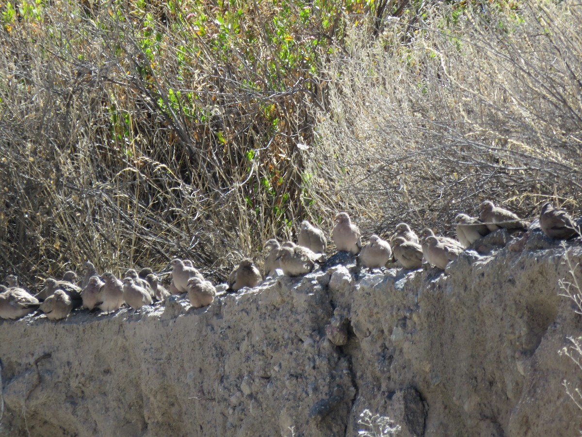 Black-winged Ground Dove - ML291403121