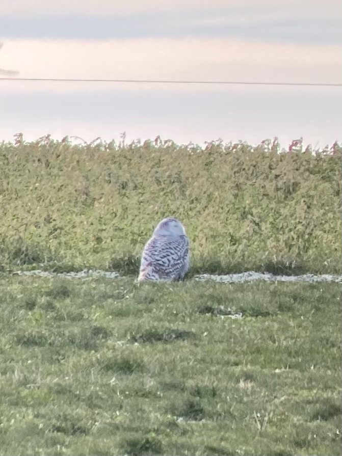 Snowy Owl - ML291403591