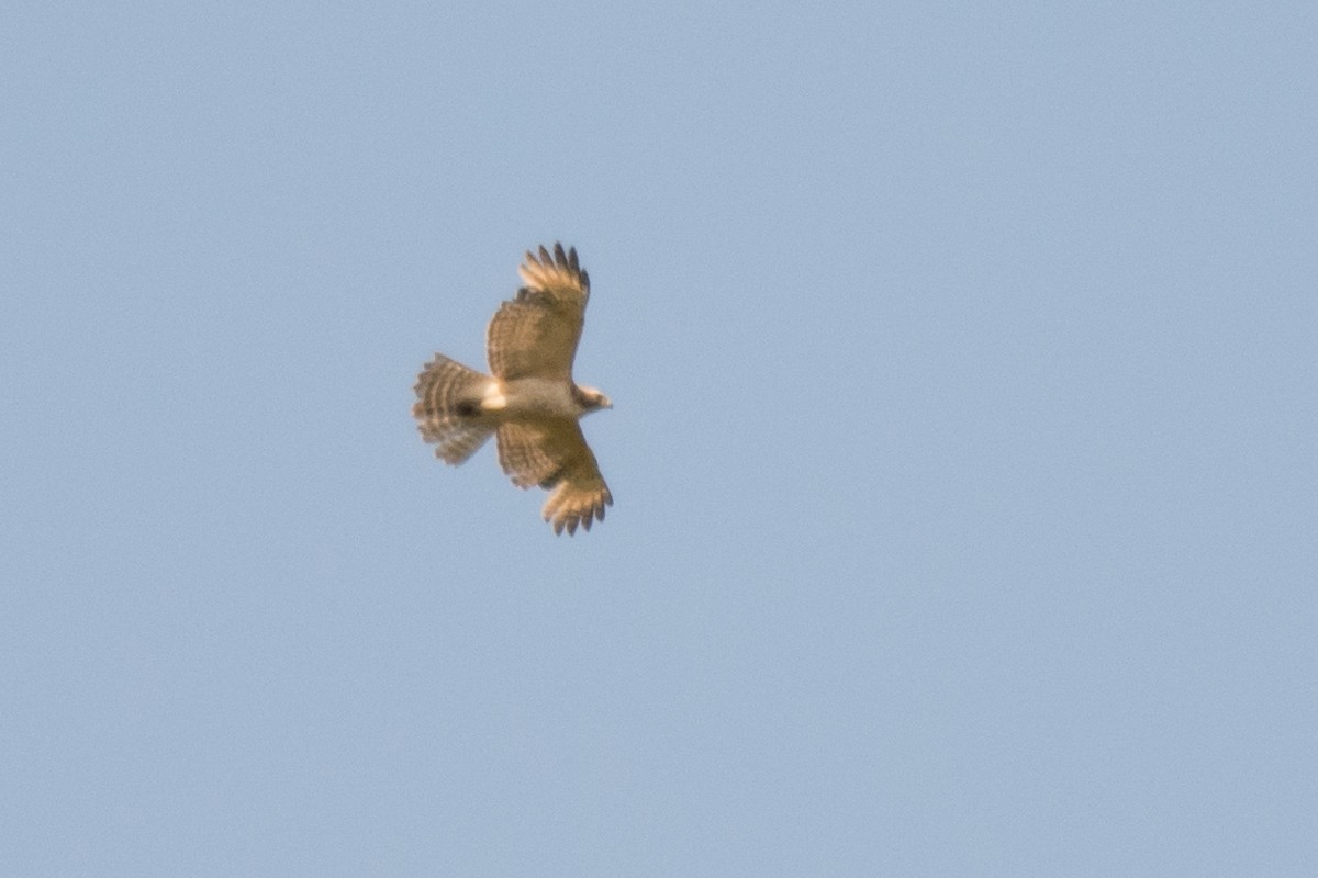 Red-shouldered Hawk - ML29140421