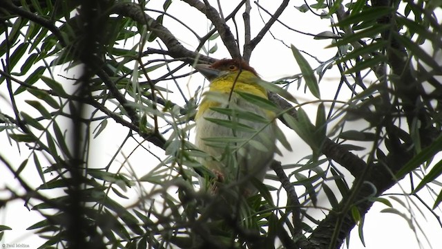 Rufous-browed Peppershrike - ML291405101