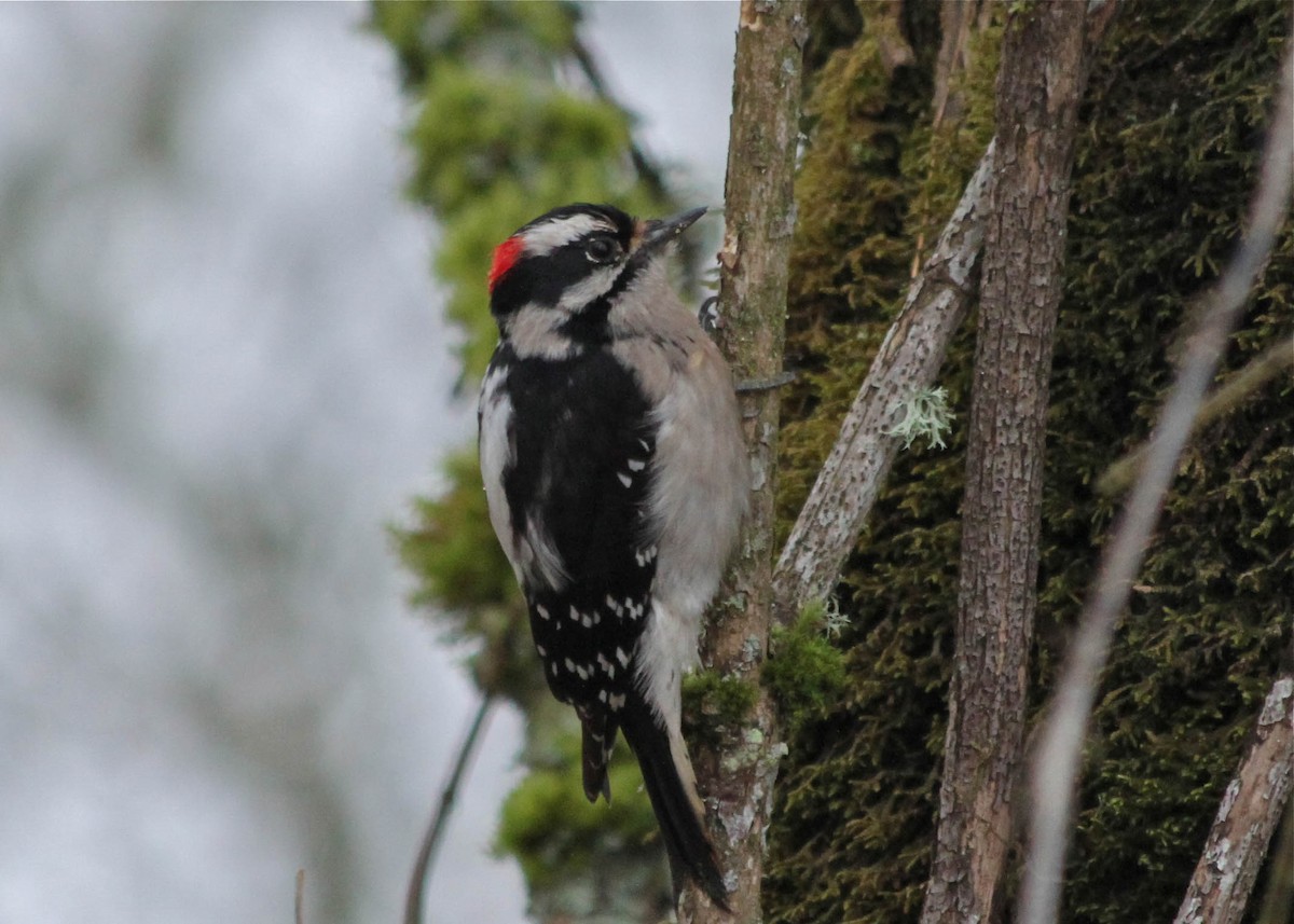 Downy Woodpecker - ML291405561